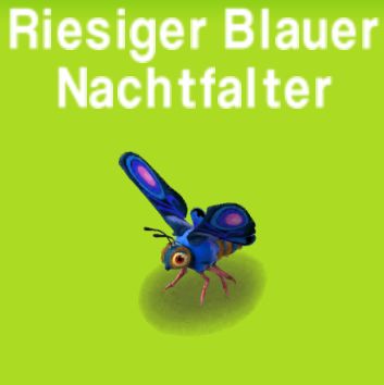 Riesiger Blauer Nachtfalter